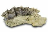 Fossil Titanothere (Megacerops) Partial Maxilla - South Dakota #300016-3